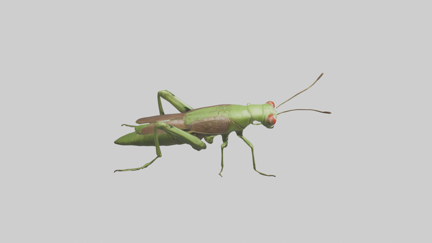 Grasshoper Jumping Model VR / AR / low-poly