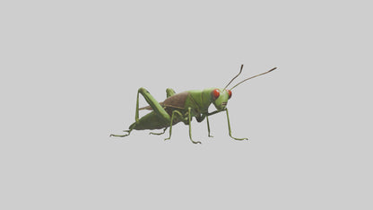 Grasshoper Jumping Model VR / AR / low-poly