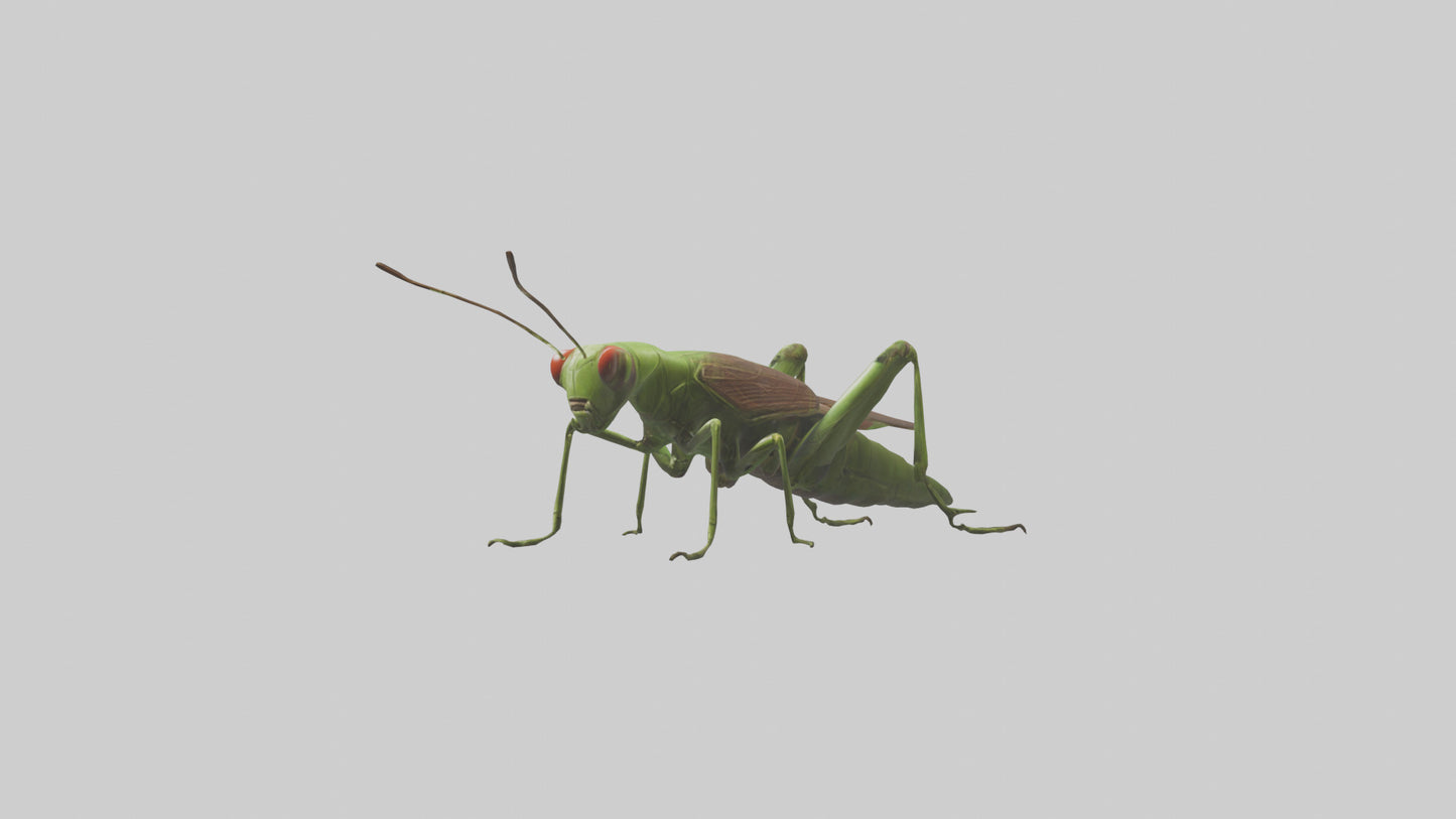 Grasshoper Jumping Model VR / AR / low-poly