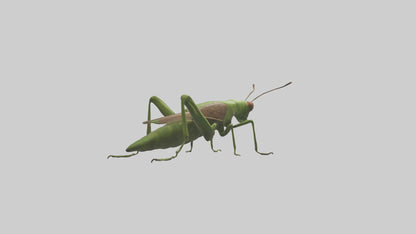 Grasshoper Jumping Model VR / AR / low-poly