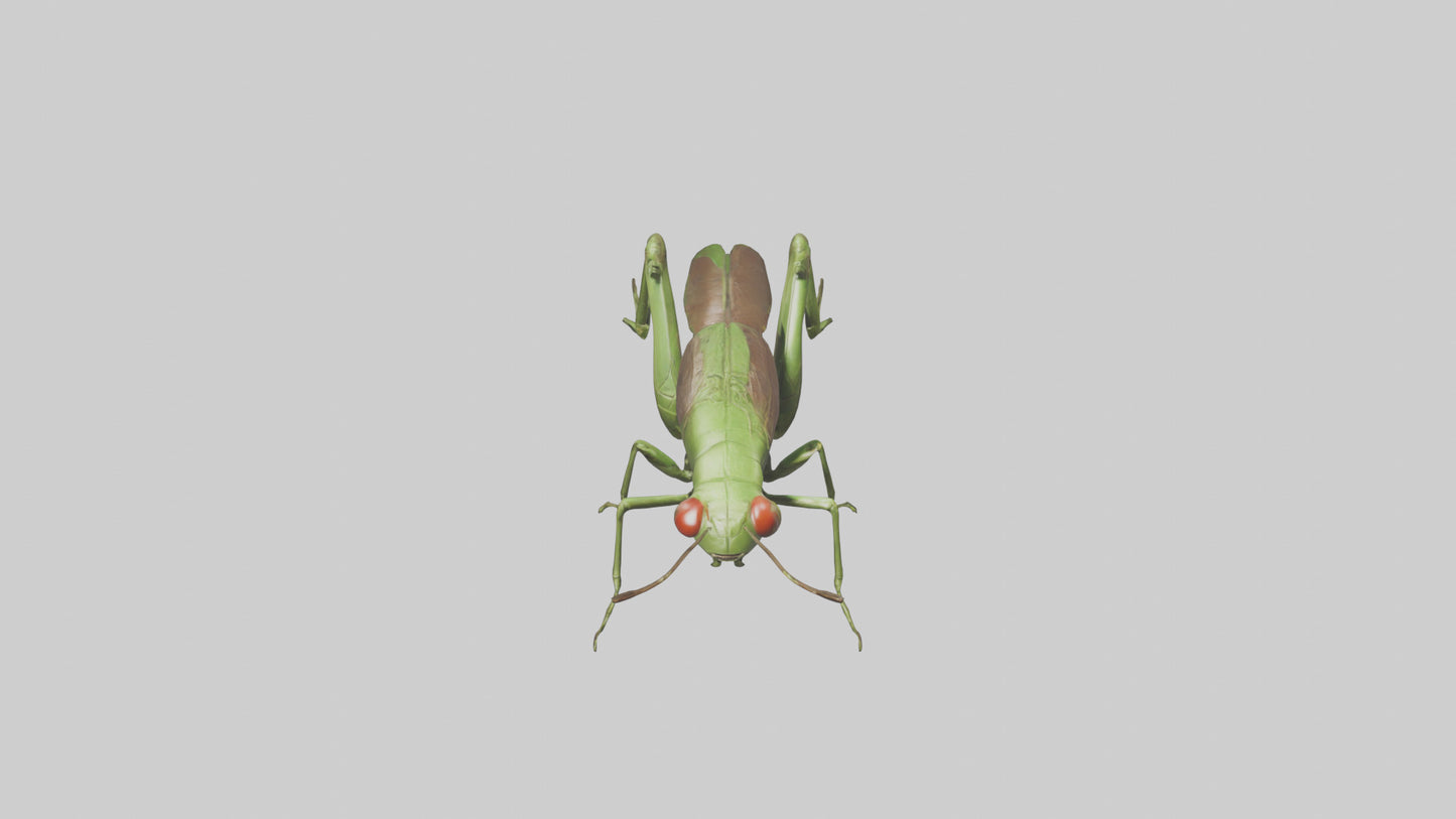 Grasshoper Jumping Model VR / AR / low-poly