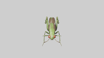 Grasshoper Jumping Model VR / AR / low-poly