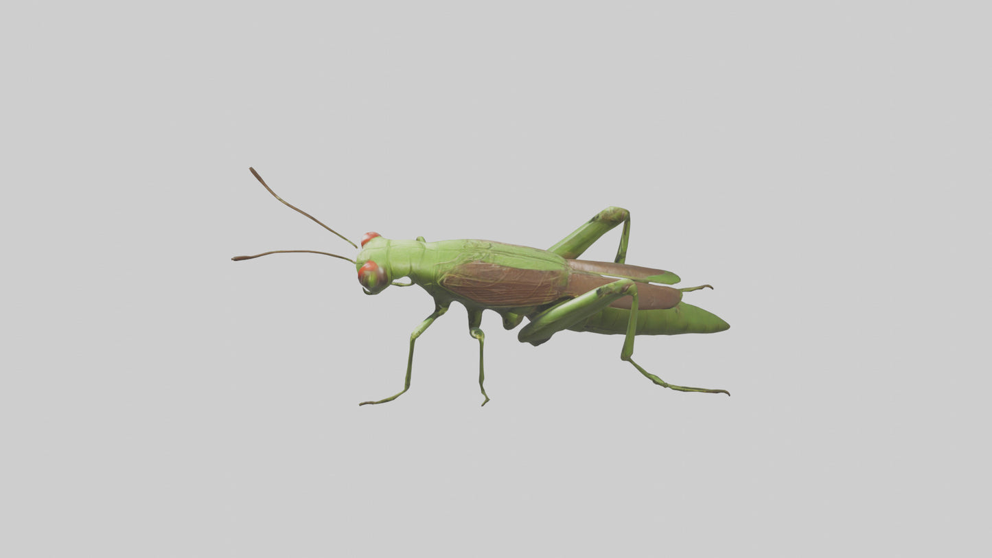 Grasshoper Jumping Model VR / AR / low-poly