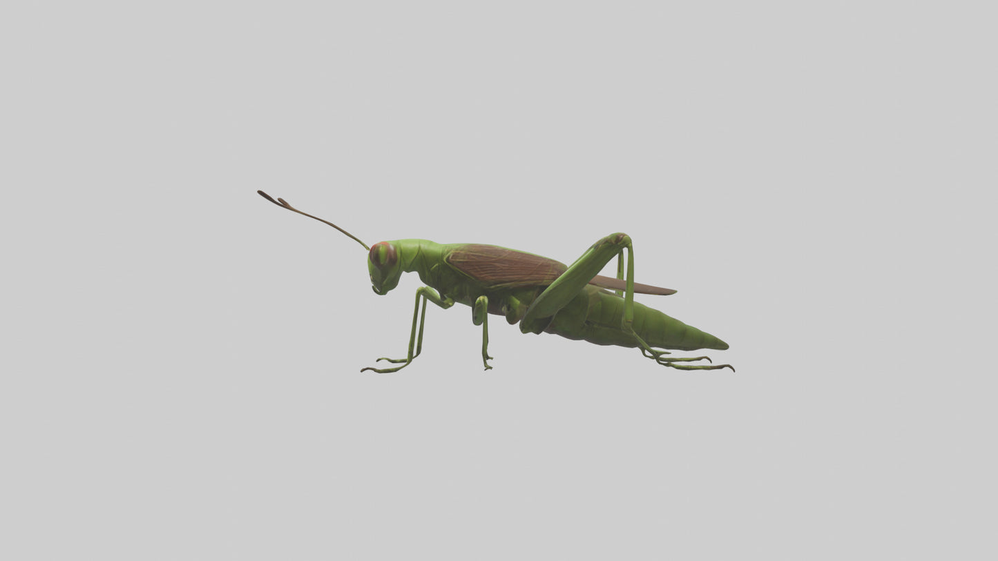 Grasshoper Jumping Model VR / AR / low-poly