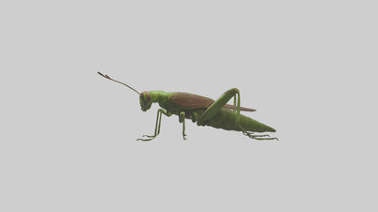 Grasshoper Jumping Model VR / AR / low-poly