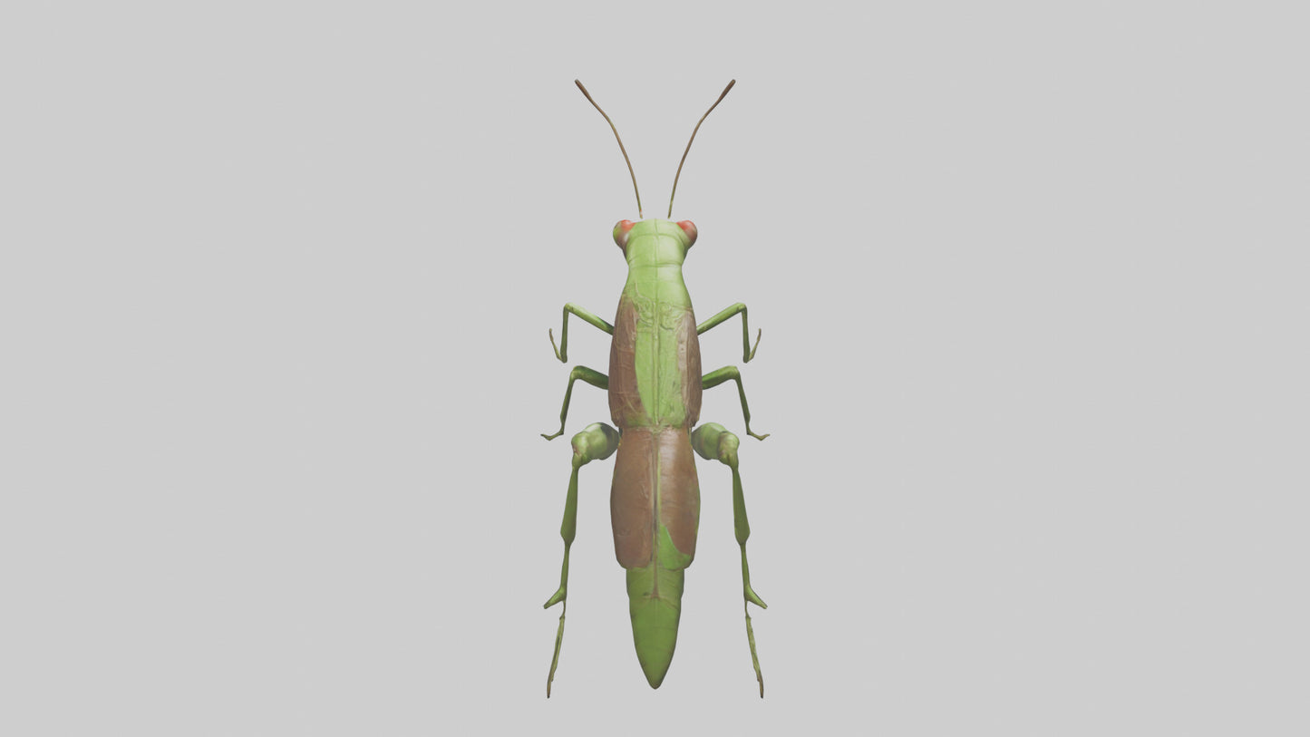 Grasshoper Jumping Model VR / AR / low-poly