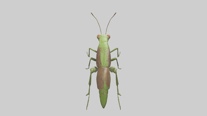 Grasshoper Jumping Model VR / AR / low-poly