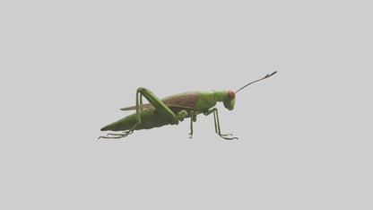 Grasshoper Jumping Model VR / AR / low-poly
