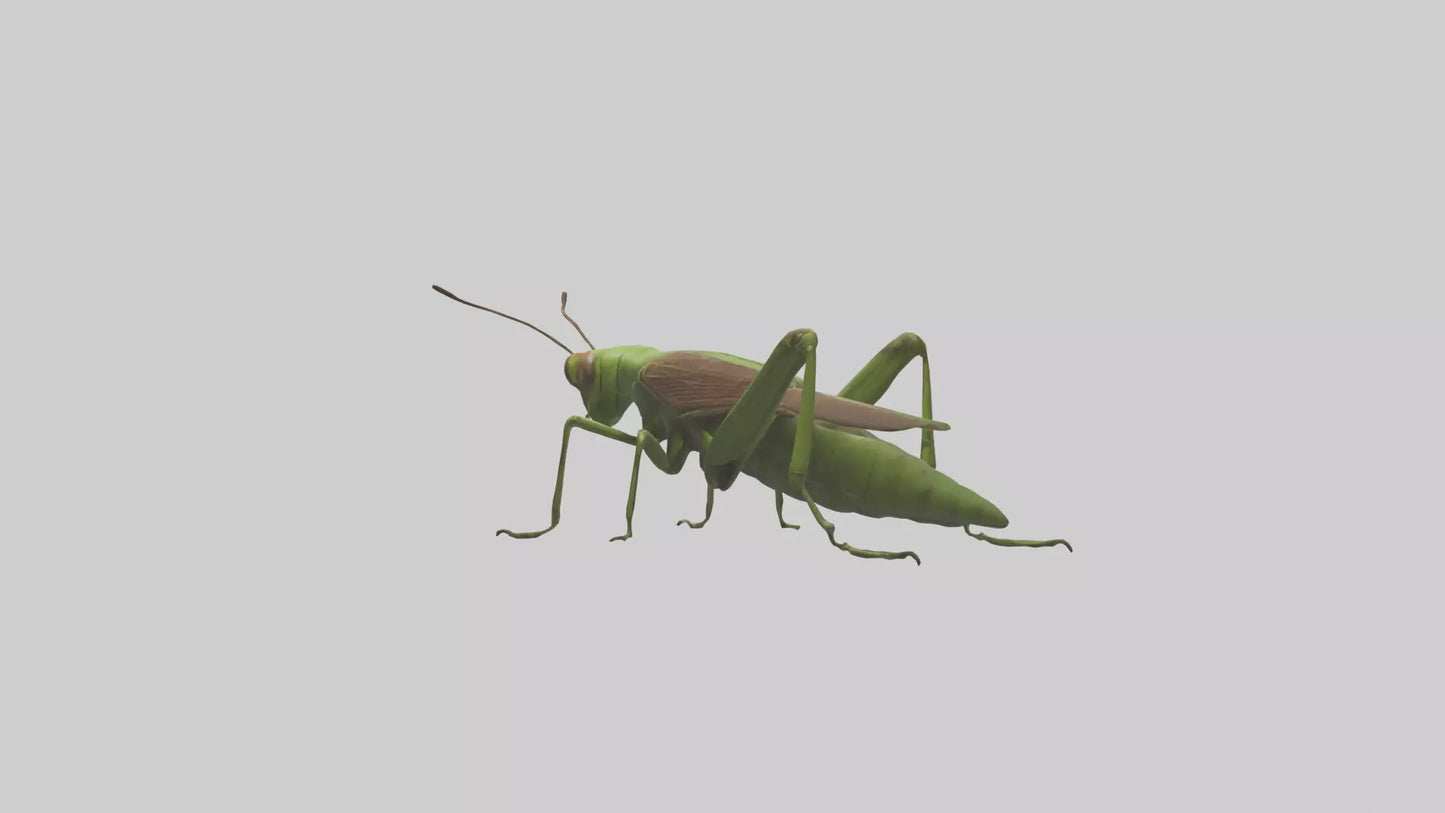 Grasshoper Jumping Model VR / AR / low-poly