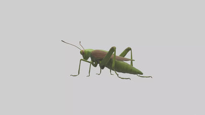 Grasshoper Jumping Model VR / AR / low-poly