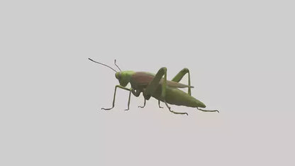 Grasshoper Jumping Model VR / AR / low-poly
