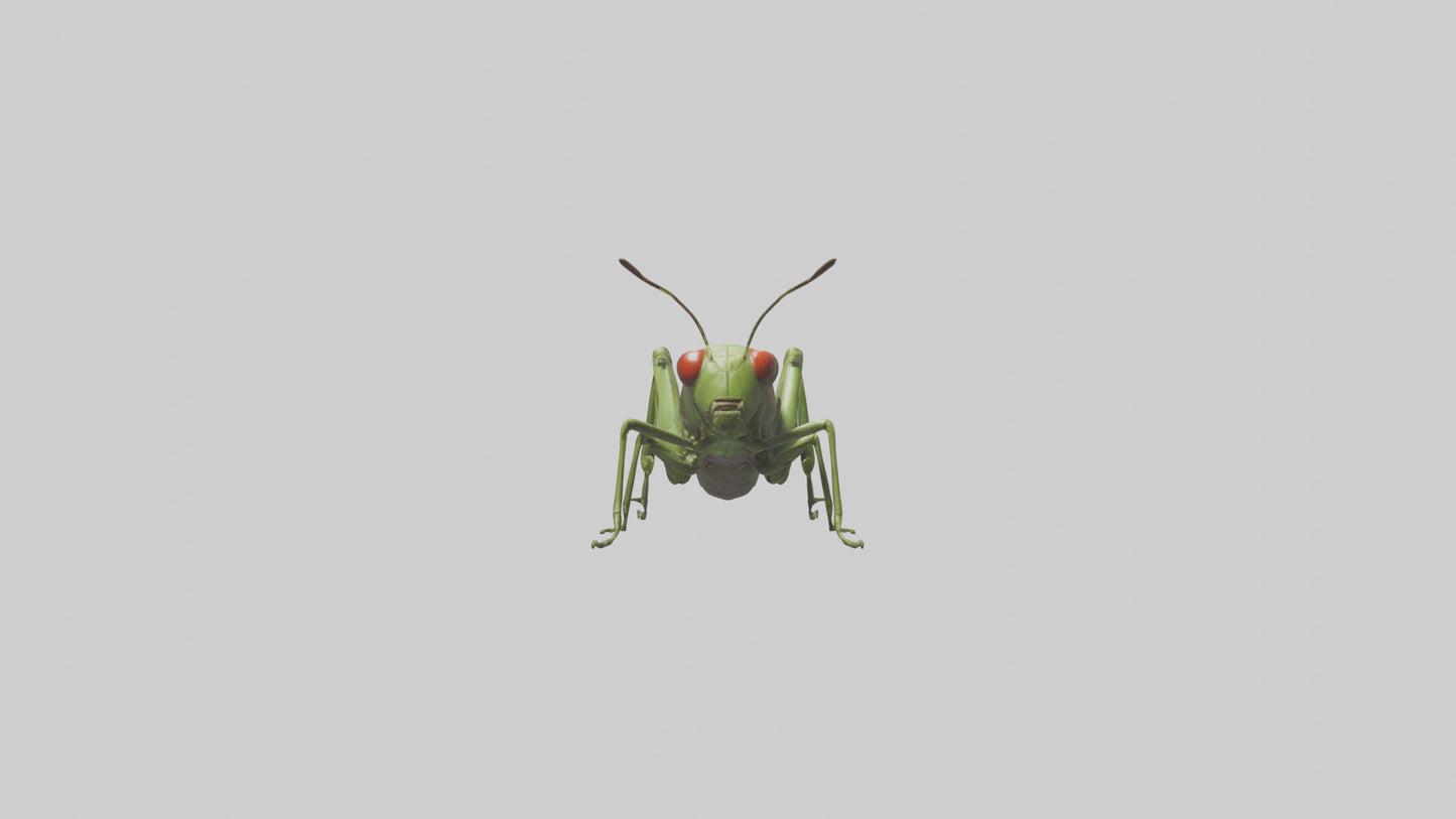 Grasshoper Jumping Model VR / AR / low-poly