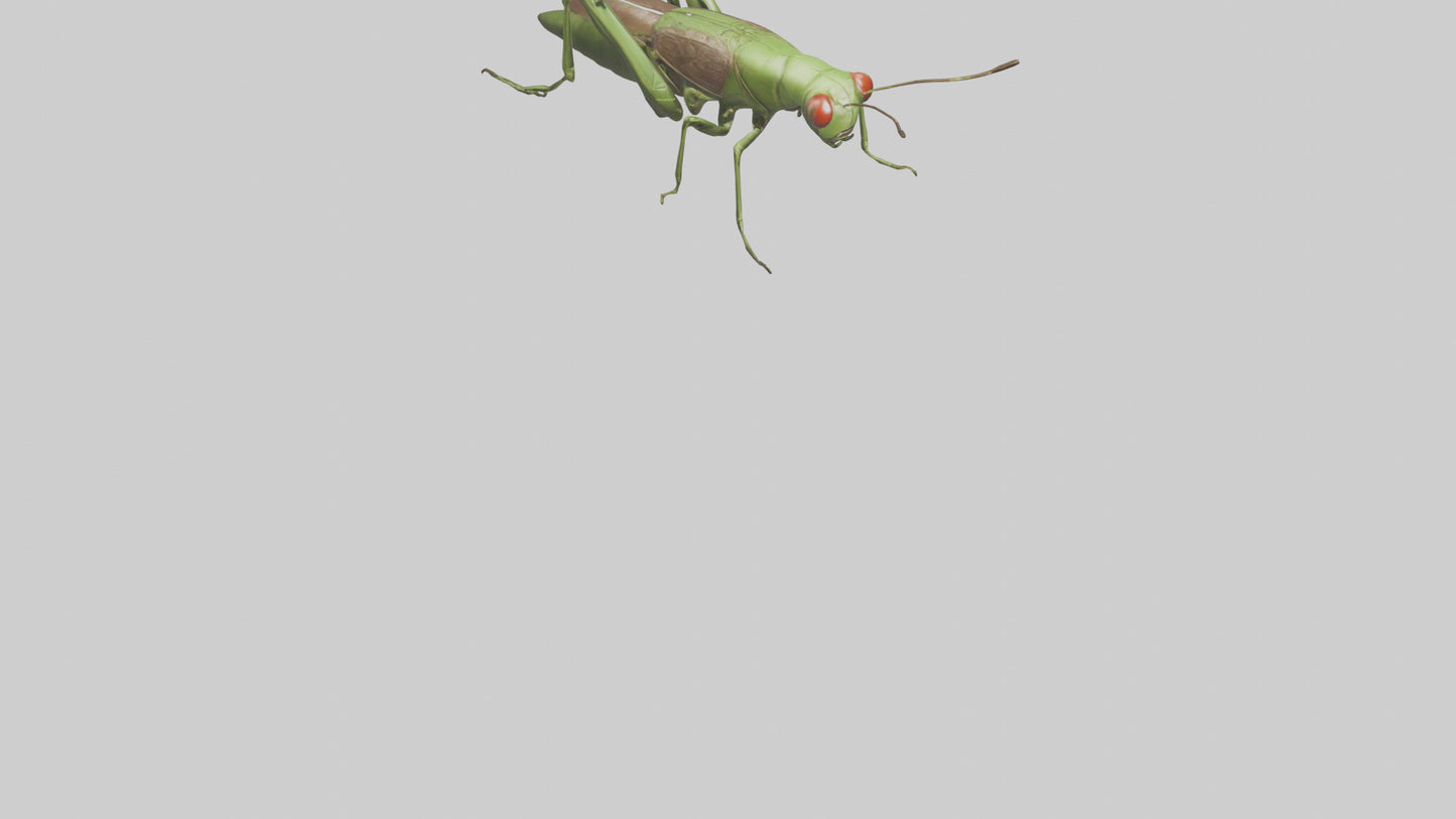 Grasshoper Jumping Model VR / AR / low-poly