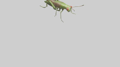 Grasshoper Jumping Model VR / AR / low-poly