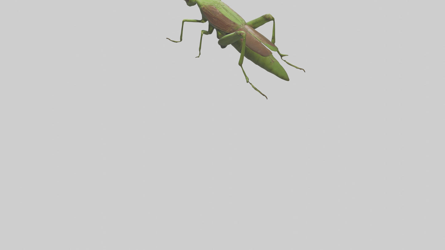Grasshoper Jumping Model VR / AR / low-poly
