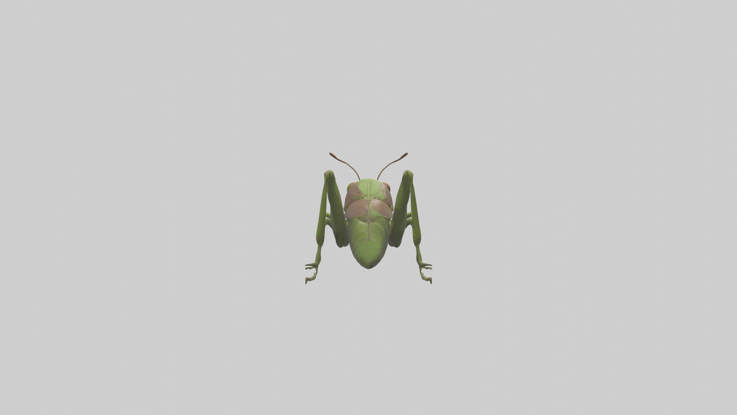 Grasshoper Jumping Model VR / AR / low-poly
