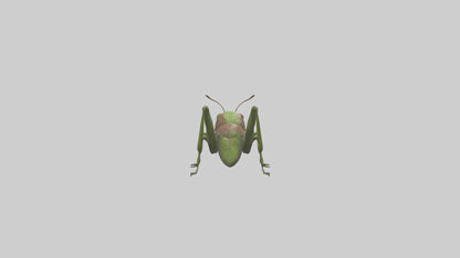 Grasshoper Jumping Model VR / AR / low-poly