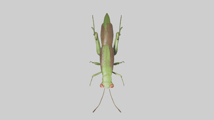 Grasshoper Jumping Model VR / AR / low-poly