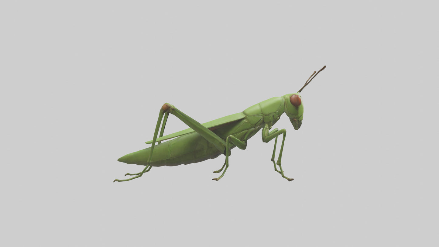 3D model Grasshopper hopping model VR / AR / low-poly