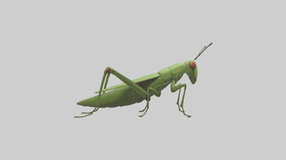 3D model Grasshopper hopping model VR / AR / low-poly