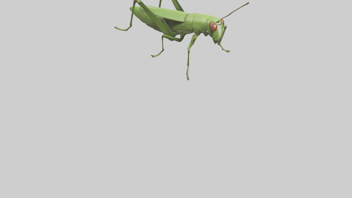 3D model Grasshopper hopping model VR / AR / low-poly
