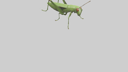 3D model Grasshopper hopping model VR / AR / low-poly