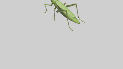 3D model Grasshopper hopping model VR / AR / low-poly