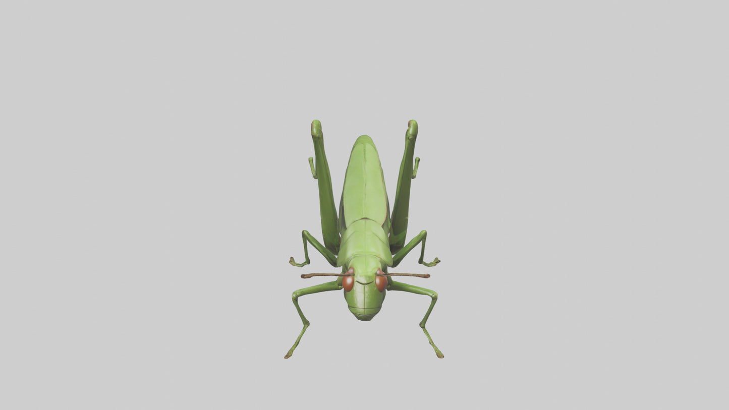 3D model Grasshopper hopping model VR / AR / low-poly
