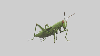 3D model Grasshopper hopping model VR / AR / low-poly