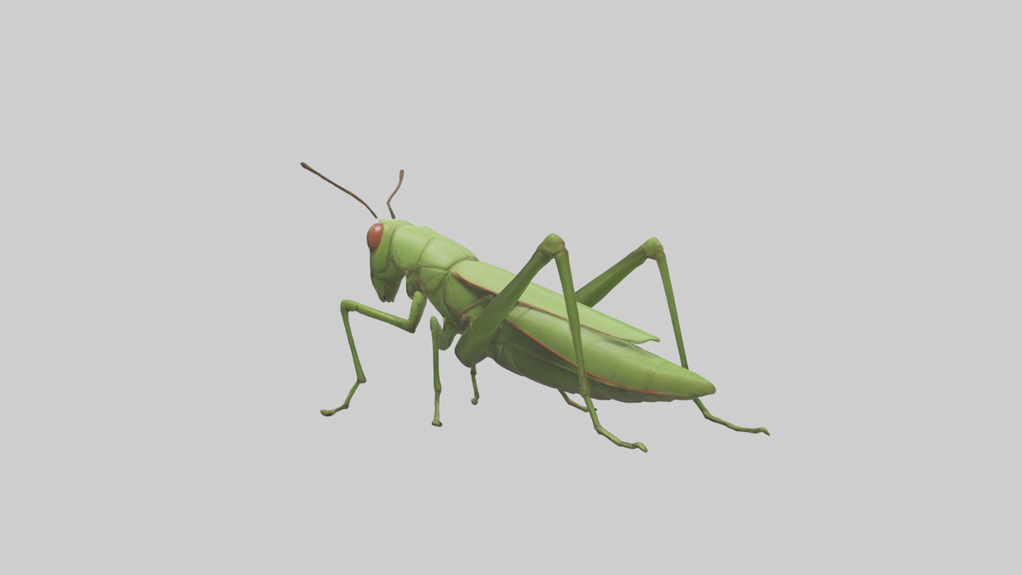 3D model Grasshopper hopping model VR / AR / low-poly