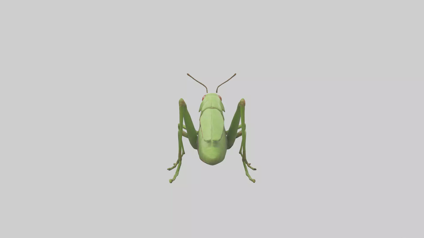 3D model Grasshopper hopping model VR / AR / low-poly