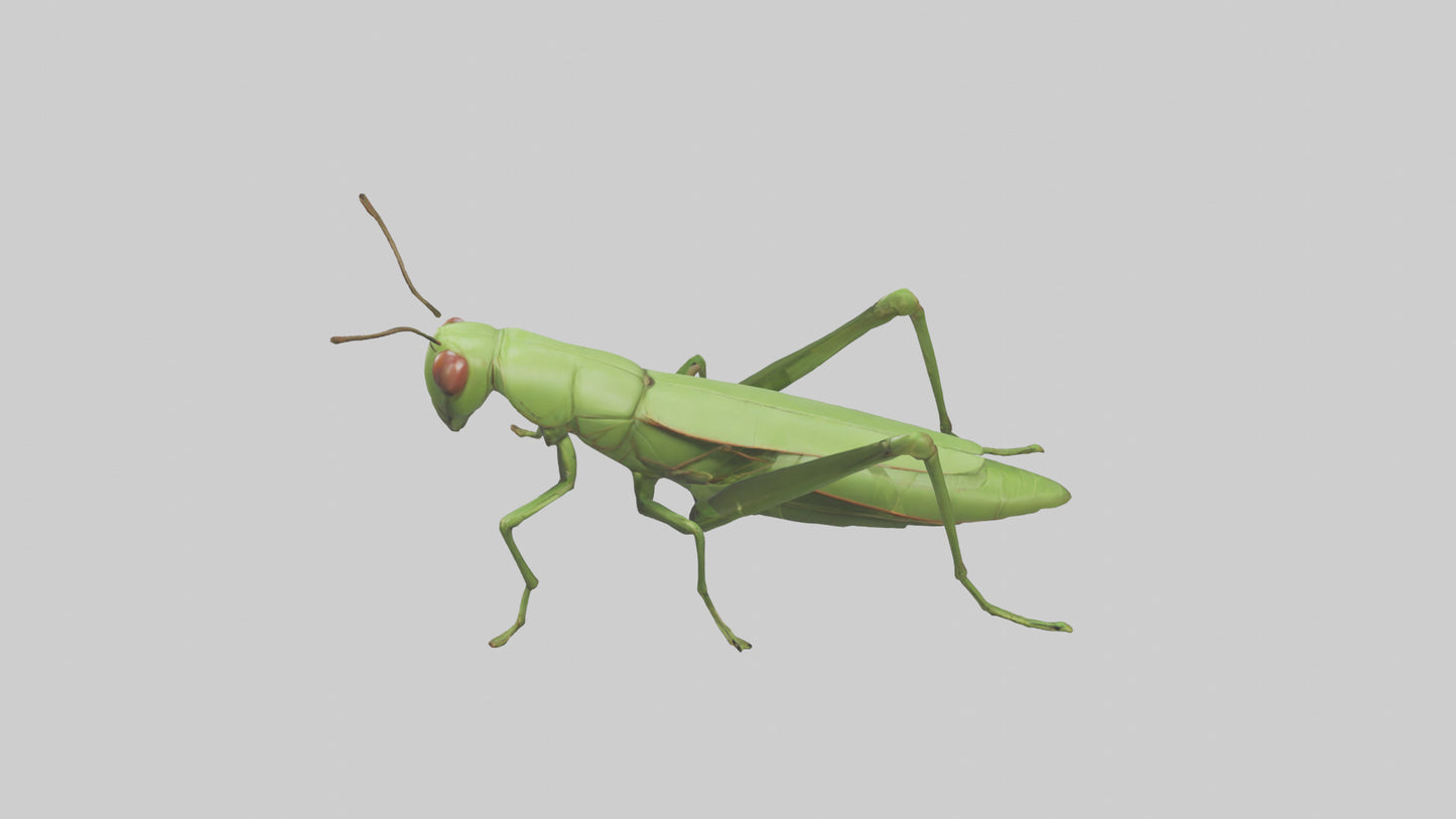 3D model Grasshopper hopping model VR / AR / low-poly