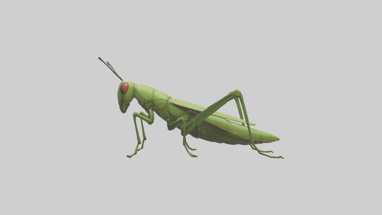 3D model Grasshopper hopping model VR / AR / low-poly