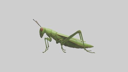 3D model Grasshopper hopping model VR / AR / low-poly
