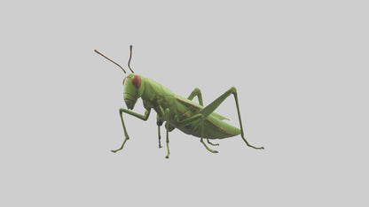 3D model Grasshopper hopping model VR / AR / low-poly