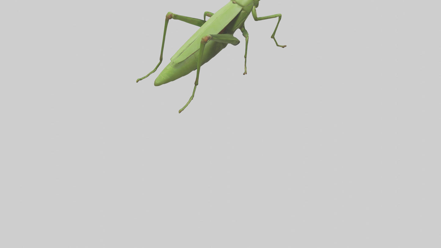 3D model Grasshopper hopping model VR / AR / low-poly