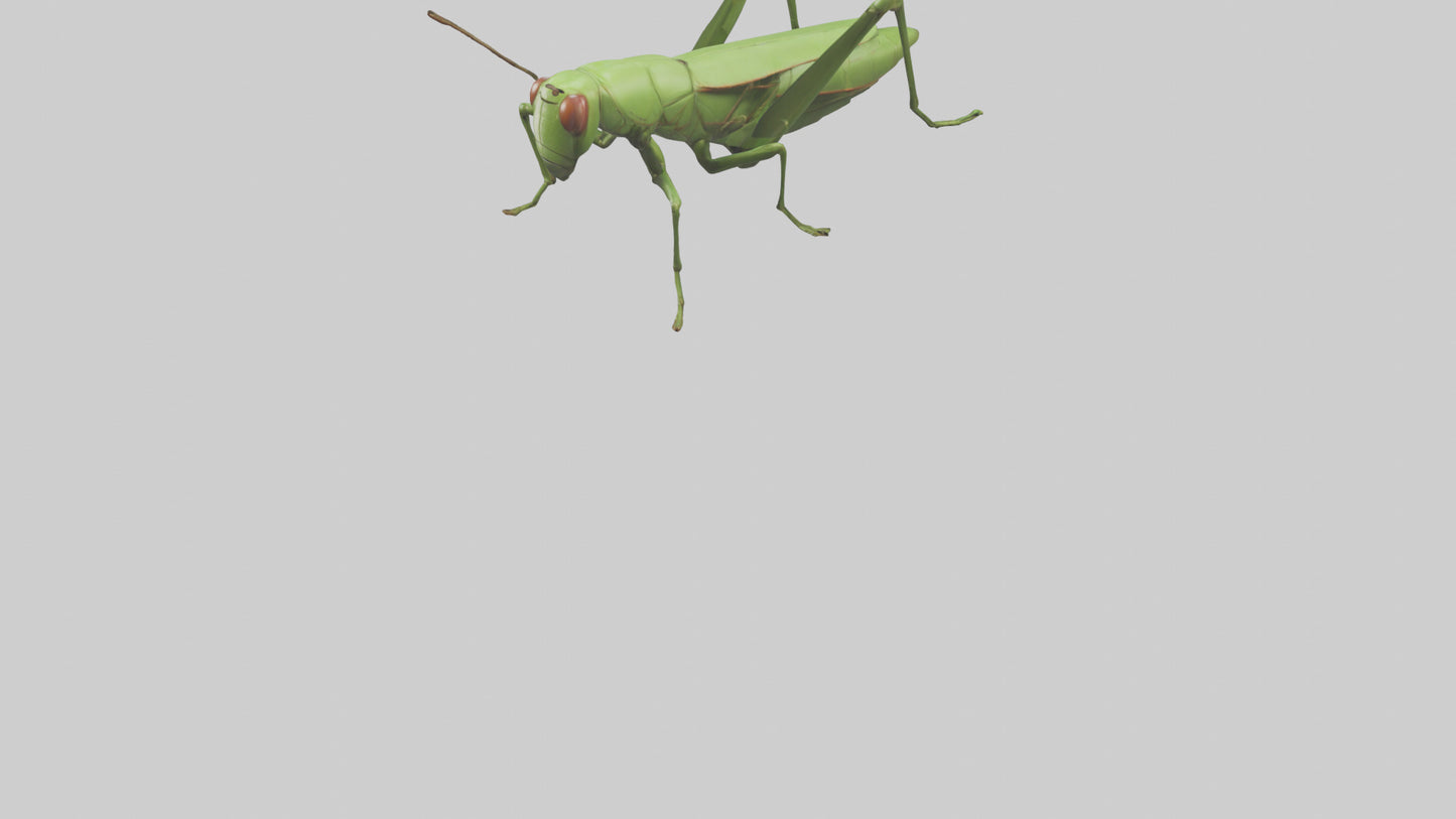 3D model Grasshopper hopping model VR / AR / low-poly