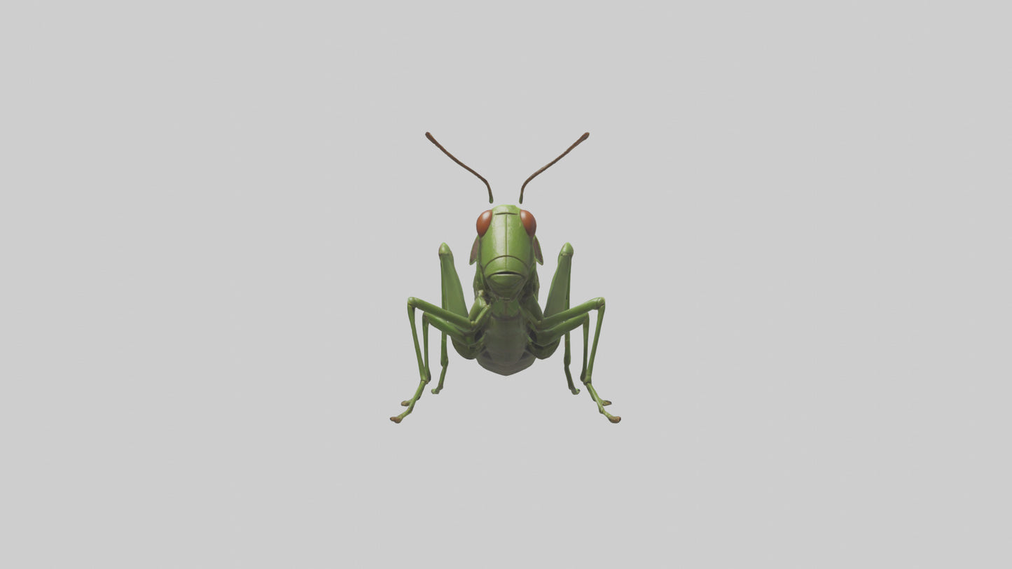 3D model Grasshopper hopping model VR / AR / low-poly
