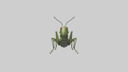 3D model Grasshopper hopping model VR / AR / low-poly