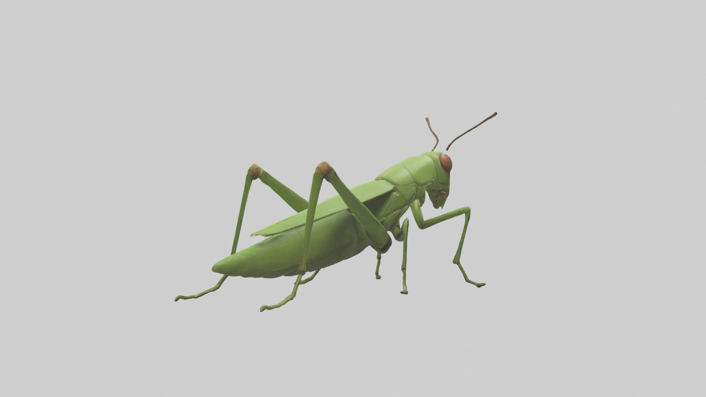 3D model Grasshopper hopping model VR / AR / low-poly