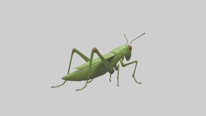 3D model Grasshopper hopping model VR / AR / low-poly