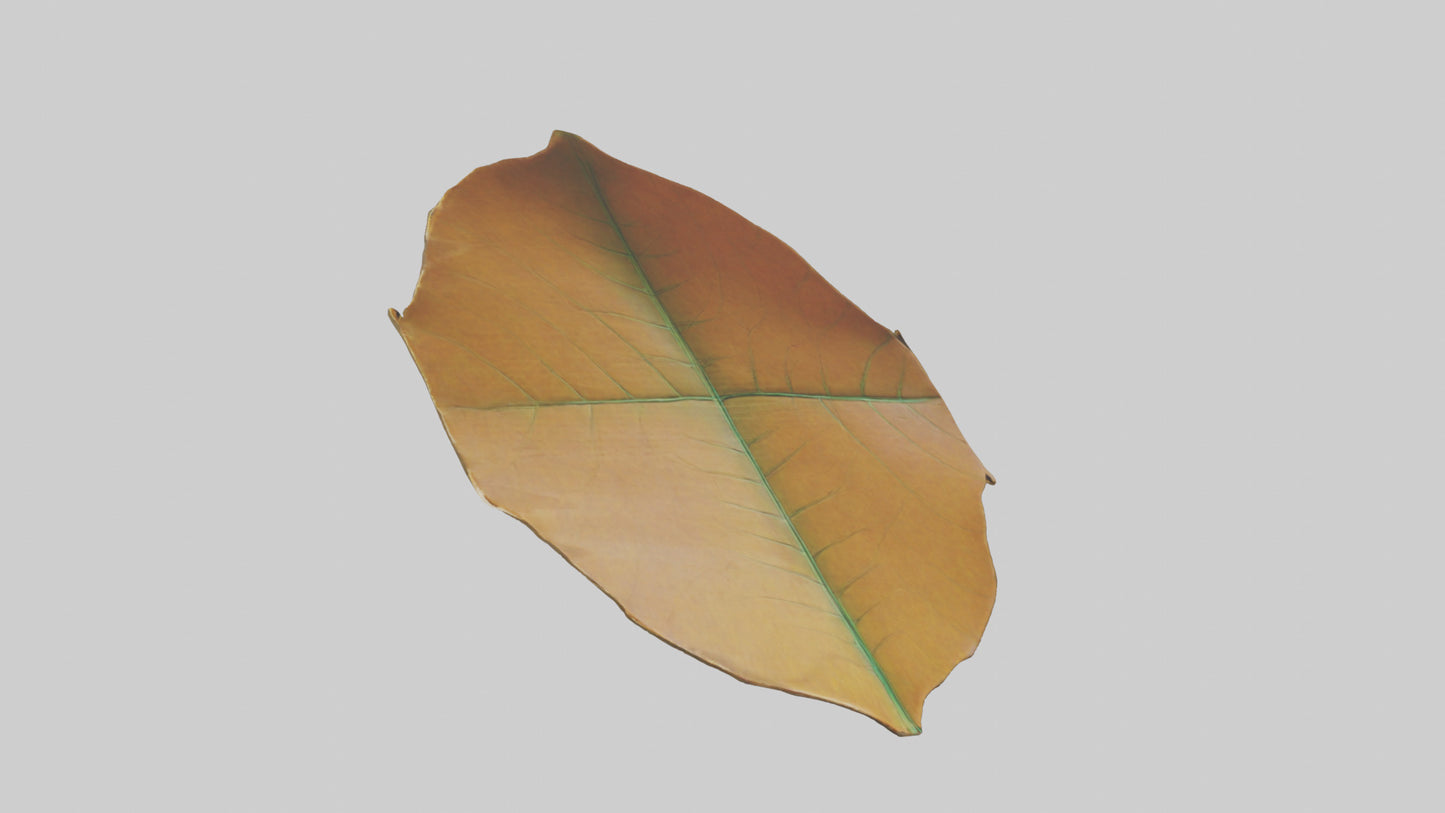 3D model Gravitational Leaf Sculpture model VR / AR / low-poly