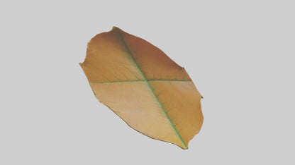 3D model Gravitational Leaf Sculpture model VR / AR / low-poly