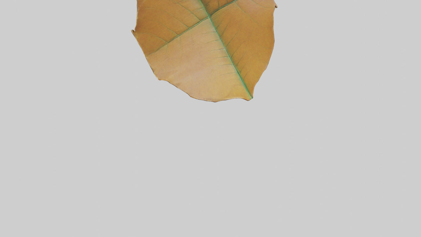 3D model Gravitational Leaf Sculpture model VR / AR / low-poly