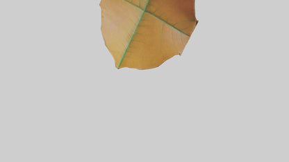 3D model Gravitational Leaf Sculpture model VR / AR / low-poly