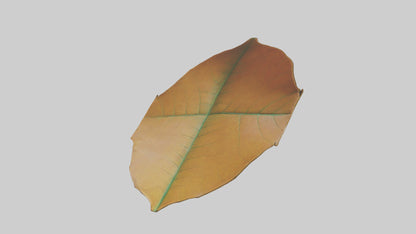 3D model Gravitational Leaf Sculpture model VR / AR / low-poly