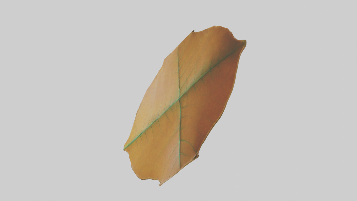 3D model Gravitational Leaf Sculpture model VR / AR / low-poly