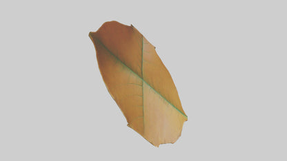 3D model Gravitational Leaf Sculpture model VR / AR / low-poly