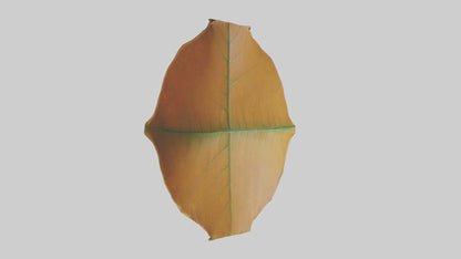 3D model Gravitational Leaf Sculpture model VR / AR / low-poly