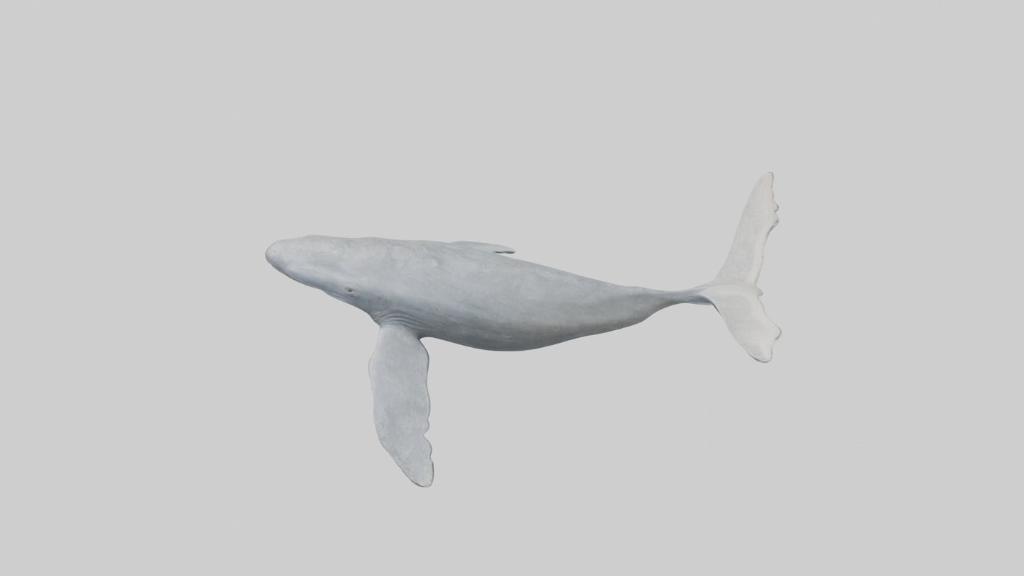 3D model Gray Whale migrating model VR / AR / low-poly